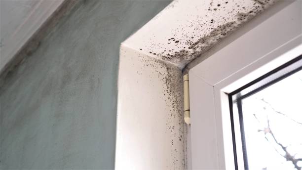 Best Commercial Mold Remediation in Holden, MO