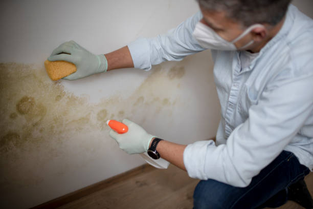 Best Residential Mold Remediation in Holden, MO