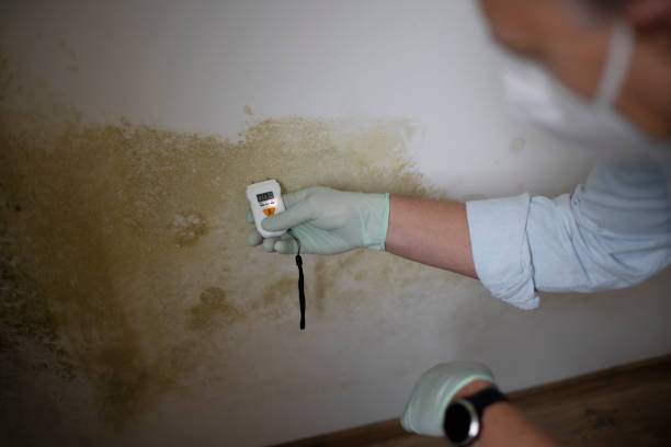 Best Industrial Mold Remediation in Holden, MO