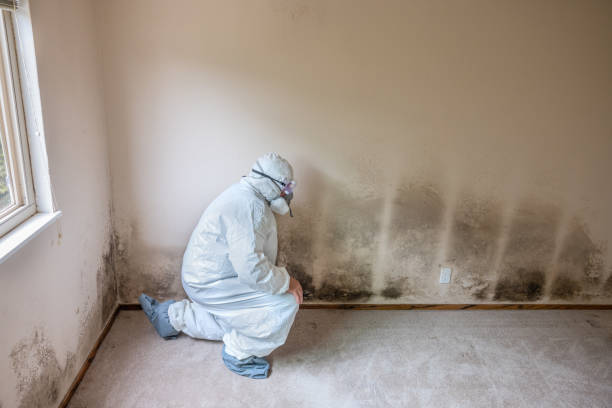 Best Post-Flood Mold Remediation in Holden, MO