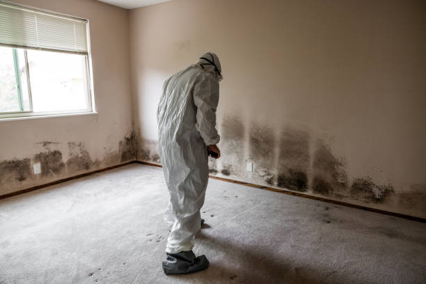 Best Mold Testing and Inspection Services in Holden, MO