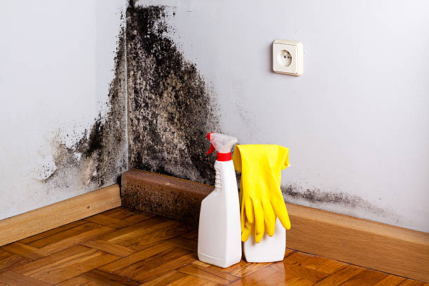 Best Bathroom Mold Remediation in Holden, MO