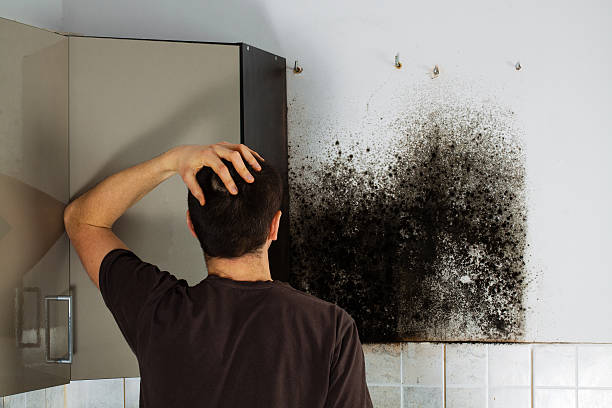 Best HVAC Mold Remediation in Holden, MO